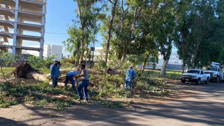 Ya se han retirado árboles caídos tanto en las comunidades como en las calles y colonias de la ciudad de Los Mochis.