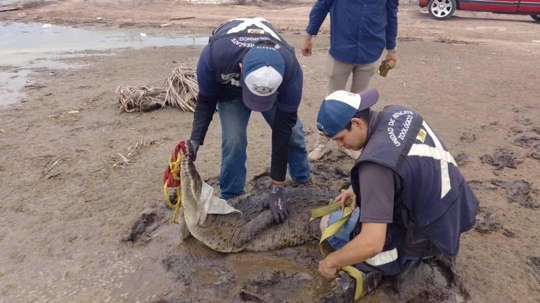 Cocodrilos que habían sido rescatados en Culiacán eran reubicados en la Laguna de Chiricahueto, señala Zoológico