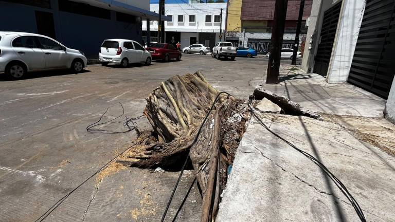 En el Centro de Mazatlán se reportó la caída de un árbol de más de 60 años.