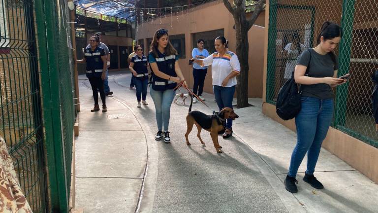 El programa municipal busca prevenir el abandono animal y fomentar hogares responsables.