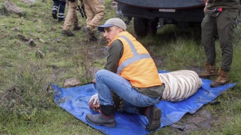 Un tigre de bengala fue localizado este jueves después de haberse escapado de un refugio el 27 de junio.