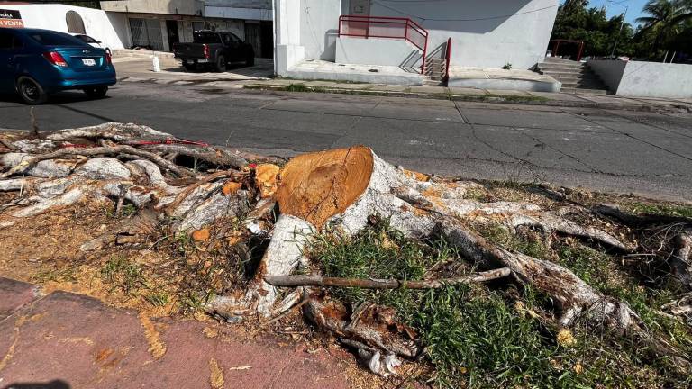 Los vecinos solicitaron a las autoridades municipales revisar las circunstancias en las que se efectuó la tala.