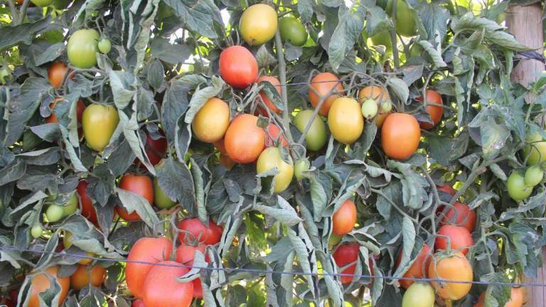 Prevé AARC una reducción en la siembra de tomate durante el ciclo agrícola otoño-invierno