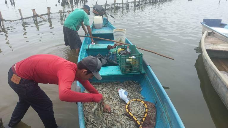 Pescadores de Escuinapa que salieron a la captura de camarón reportan buenos resultados a pesar de la lluvia