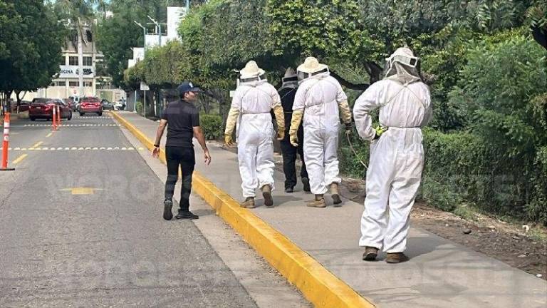 Elementos de Protección Civil y Bomberos de Culiacán atendieron a nueve personas tras el ataque de abejas en la Facultad de Medicina de la UAS.