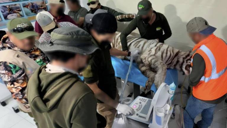 Kenzo, un tigre de bengala blanco que escapó de un predio en el Estado de México, murió durante el operativo implementado para su captura.