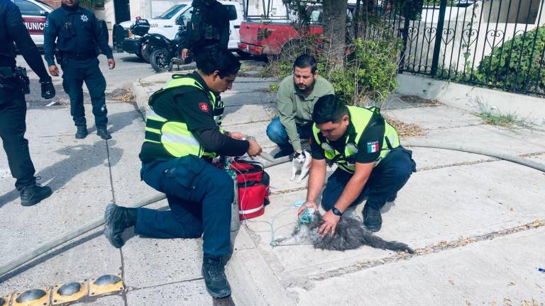 Bomberos sofocaron un incendio en la colonia Scally, en Los Mochis, y rescataron a cuatro gatos.