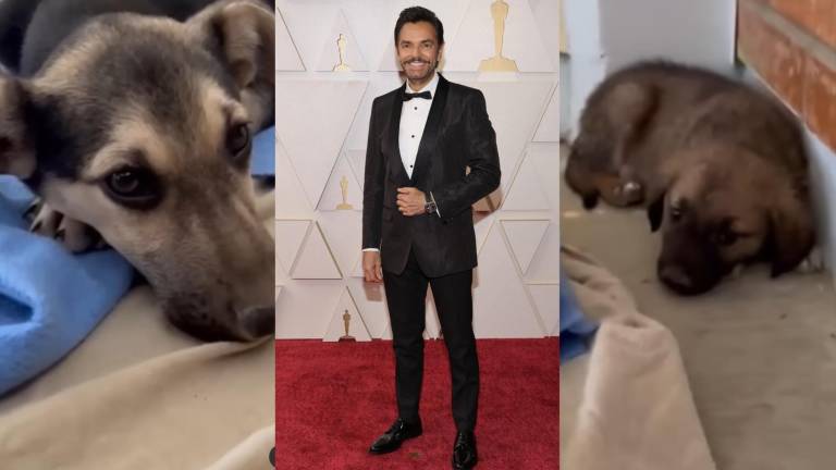 Eugenio Derbez es criticado por salvar a perros callejeros.