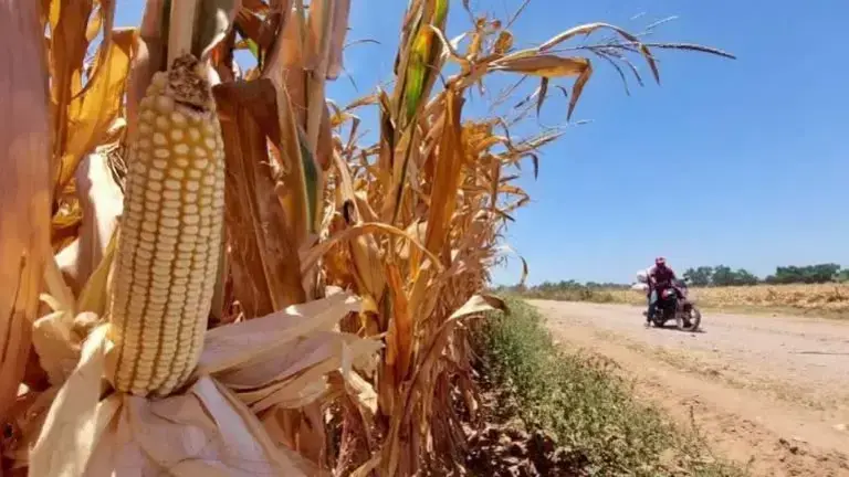 Productores de maíz blanco deberán acudir a la oficina de Agricultura en Culiacán para validar expedientes y completar el trámite de apoyo.
