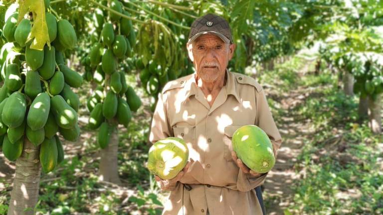 Juan Beltrán Ramírez tiene 25 años produciendo papaya en Rosario.