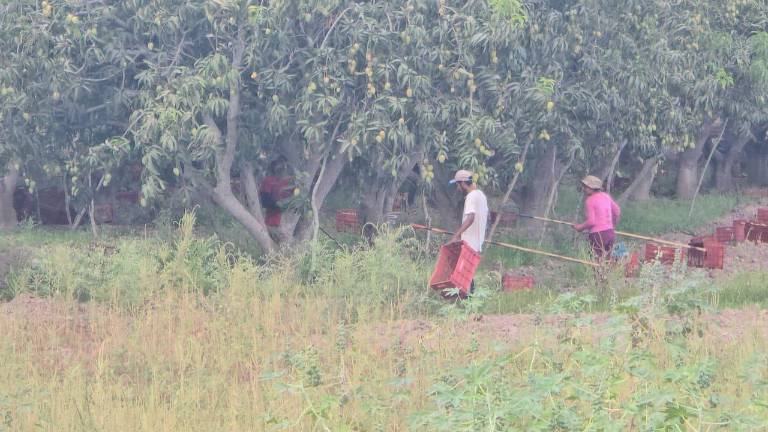 En el sur de Sinaloa se puso en marcha el corte de mango, con baja producción.