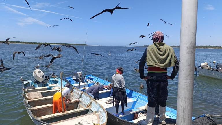 Tienen pescadores de Teacapán, Escuinapa, temporada regular