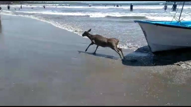 El animal corrió por la playa tras ser puesto a salvo.