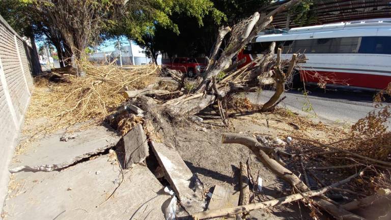 A más de 15 días del azote de ‘Pamela’, árboles y ramas arrancados por los vientos bloquean banquetas y vialidades de Mazatlán