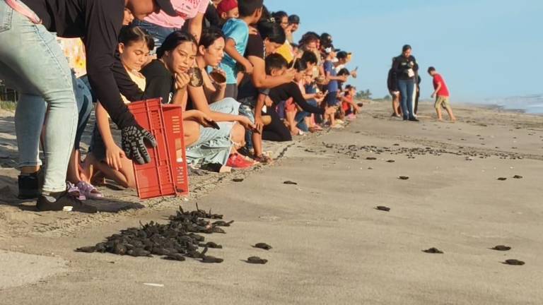 Familias de Rosario participan en la primera liberación masiva de tortugas marinas en Huizache-Caimanero.