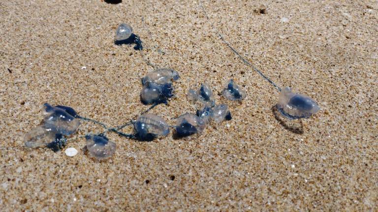 Salvavidas mantienen recorridos de vigilancia e instalan banderas de advertencia en playas de Mazatlán por la presencia de quemadores y fuerte oleaje.