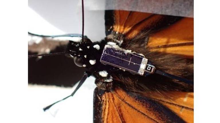 La aplicación Project Monarch permite identificar mariposas monarca con transmisores y generar registros ciudadanos durante su migración por México.