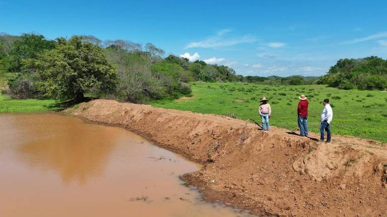 Las lluvias mejoraron la disponibilidad de agua para el ganado y favorecen el desarrollo del sorgo sembrado en comunidades rurales.