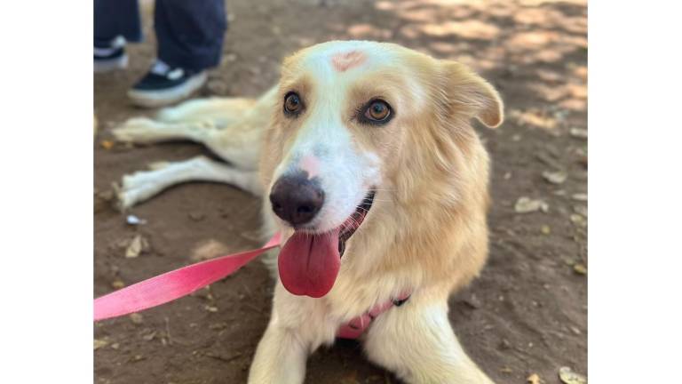 La Fundación Balto y Togo organiza “croquetones” en escuelas y boteos diarios para sostener la alimentación y cuidado de los perros que alberga en Culiacán.
