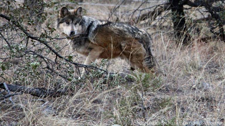 En México el lobo mexicano cuenta con protección especial y el Gobierno buscará con Estados Unidos que se mantenga.