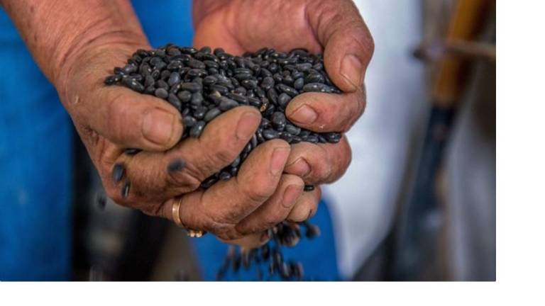 El frijol San Blas es una variedad de tipo Negro Opaco específica para la zona costera de Nayarit.