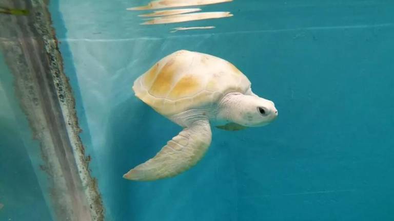 ¿Qué es el leucismo y cómo afecta a las tortugas marinas?