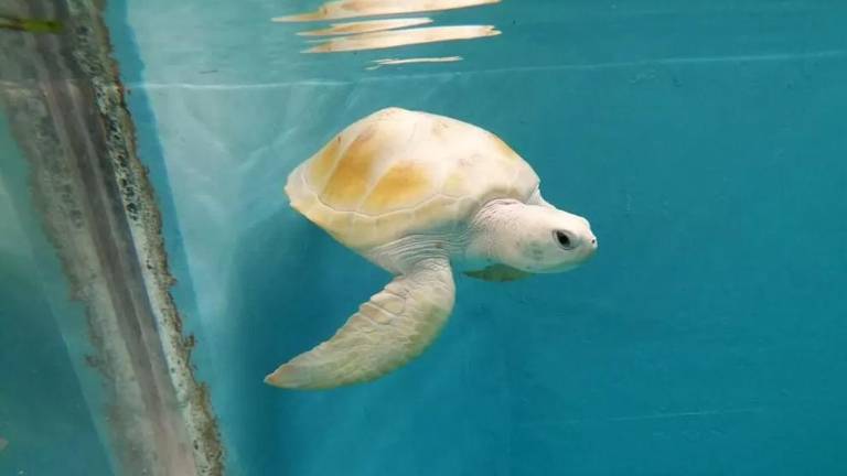 Tortuga con leucismo “Nube”.