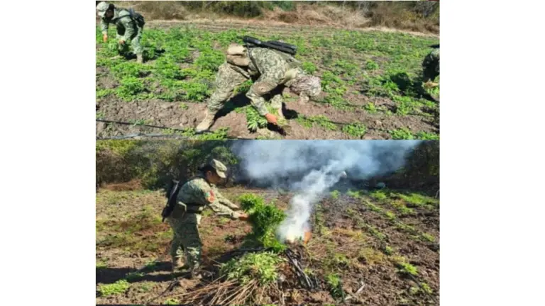 Personal militar encontró un plantío de mil 100 metros cuadrados de superficie, con alrededor de 15 plantas de mariguana por cada metro cuadrado.