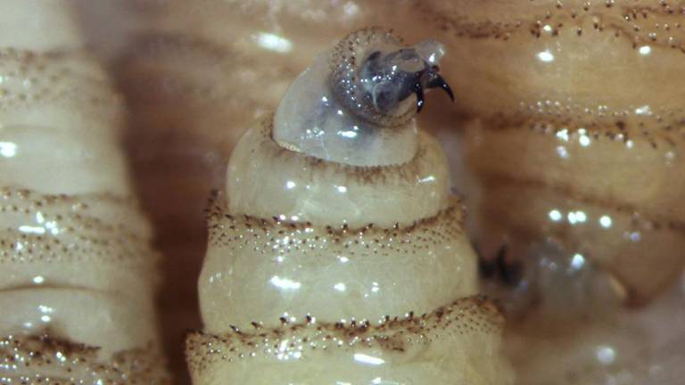 Un caso de gusano barrenador se detectó en Tamaulipas.