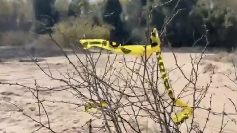 Durante un operativo de búsqueda realizado en enero, autoridades y colectivos localizaron 24 cuerpos en 12 fosas clandestinas en el Valle de Mexicali.