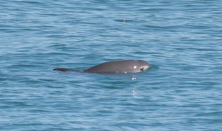 $!Una vaquita en el norte del golfo de california.