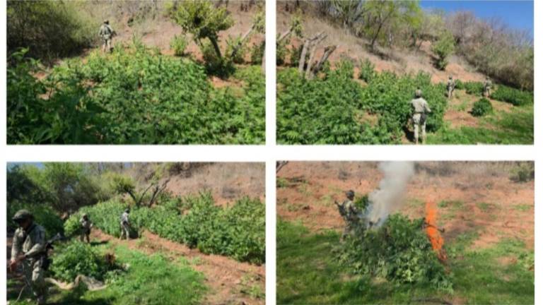 Militares destruyen tres plantíos de marihuana en la sierra de Badiraguato tras operativo.
