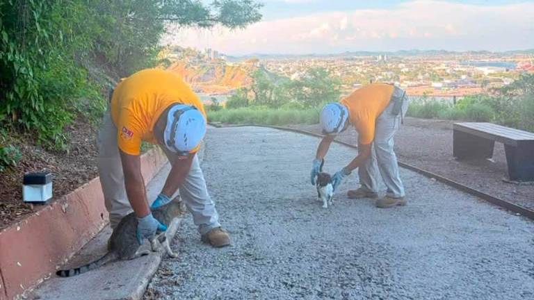 Protección Civil verificó el estado de los gatos y mapaches que habitan en el Cerro del Crestón.