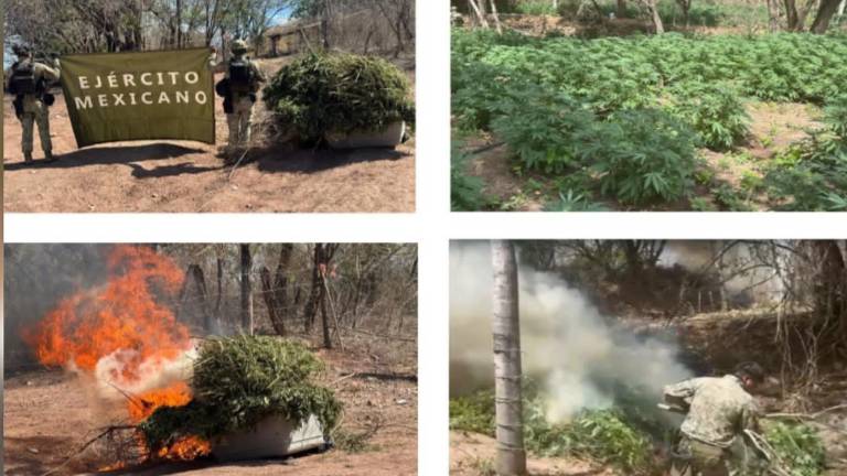 Plantío de mariguana localizado en un poblado de Cosalá.