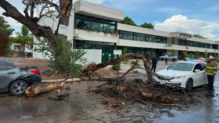 Un viejo álamo de Los Mochis fue tirado por los fuertes vientos de este martes y ocasionó daños en autos.