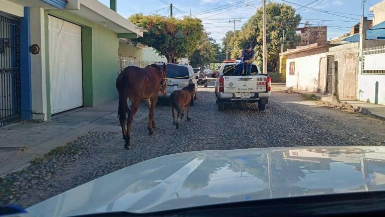 Personal del Grupo Especializado en Protección Animal del Ayuntamiento localizó los animales.