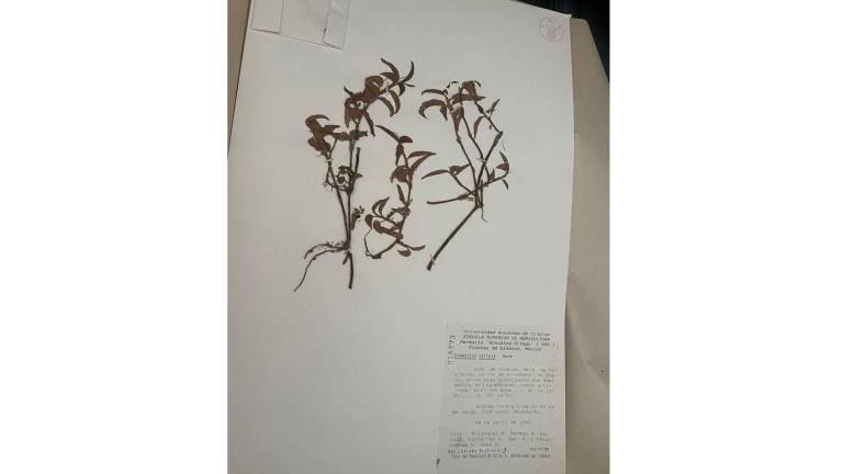 El herbario de la UAS, donde se resguardan más de 20 mil ejemplares vegetales, ahora está bajo aseguramiento precautorio de Profepa.