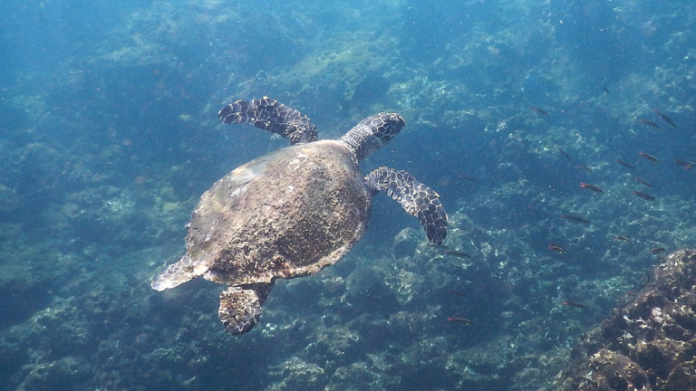 Conoce la tres iniciativas para mitigar la captura incidental de la tortuga marina