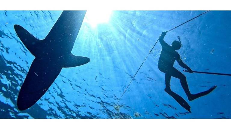 Los tiburones se encuentran en la cima de la pirámide trófica. Al cazar, también se alimentan de peces heridos o enfermos, lo que regula las poblaciones de otras especies, manteniendo la salud y el equilibrio de los ecosistemas marinos.