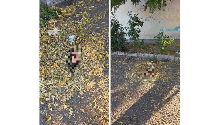 Integrantes de la organización encontraron cabras y otros animales decapitados en el Cerro de la Virgen, en la zona norte de Culiacán.