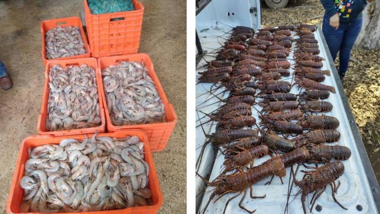 Conapesca aseguró en febrero más de 109 toneladas de productos pesqueros