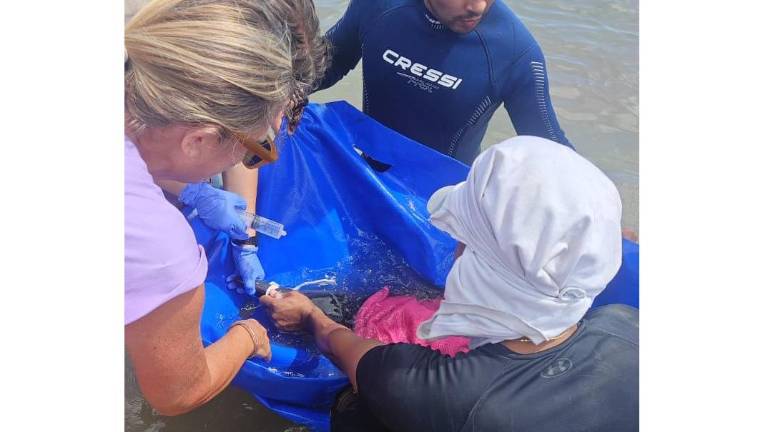 Elementos del Escuadrón de Salvamento Acuático auxiliaron a una cría de delfín en Isla de Chivos tras un reporte ciudadano.