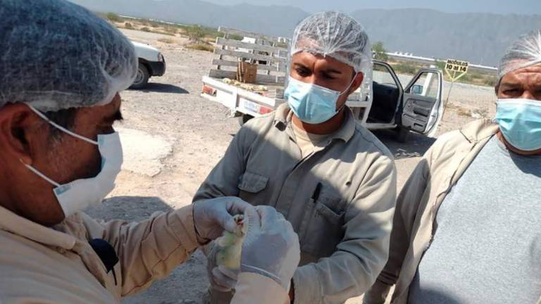 Declara Sader a México territorio libre de gripe aviar, pero horas después reportan primer caso