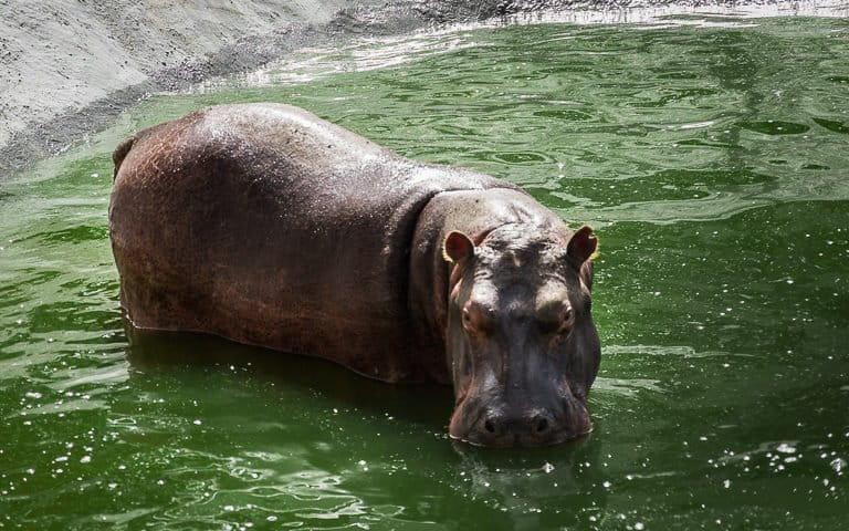 $!Colombia autorizó la eutanasia a hipopótamos: ¿Cuál ha sido el impacto de esta especie invasora en la biodiversidad?