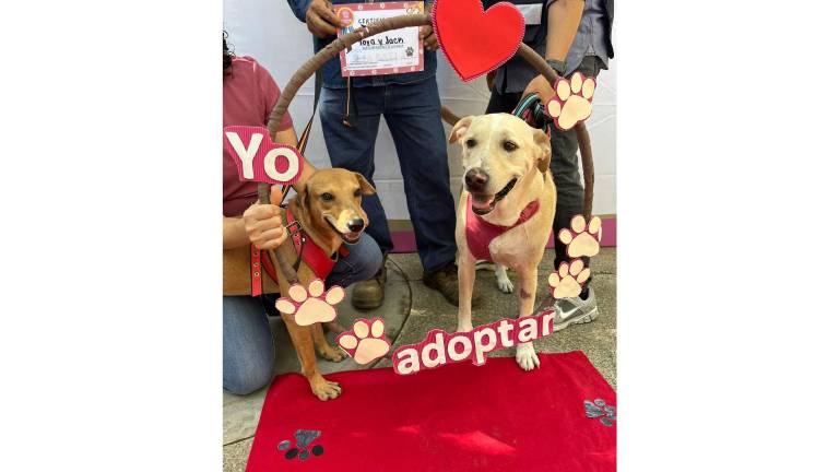 Durante la jornada del programa “Huellitas del Bienestar” en el Parque Central, los perritos “Yaya” y “Jack” fueron adoptados y encontraron una nueva familia.
