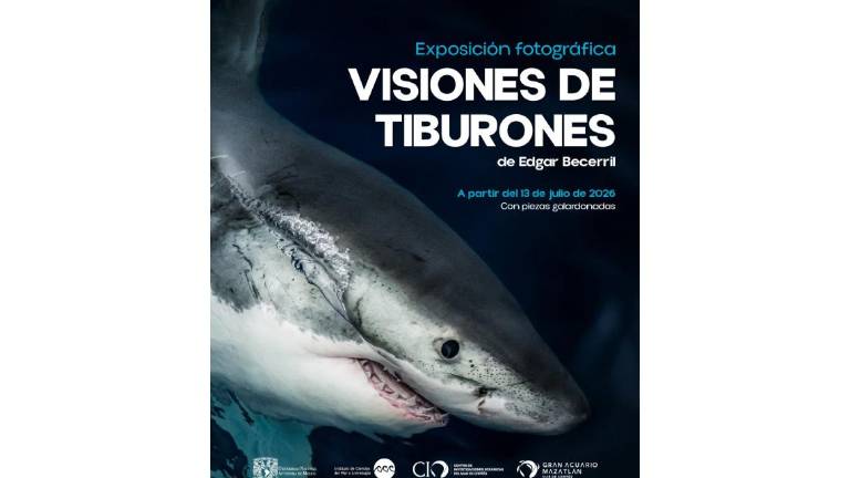 Actividades contempladas en el Gran Acuario Mazatlán para conmemorar la Semana del Tiburón 2026.