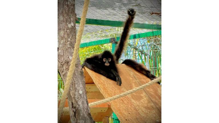 Un mono araña tendrá en el Gran Acuario Mazatlán un hábitat especial.