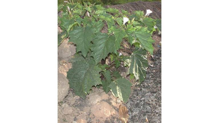 En México, la especie Datura stramonium, conocida como popularmente “Toloache”, se usa para diferentes remedios.