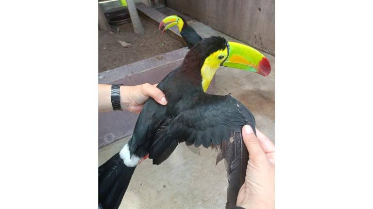 Un tucán recibió rehabilitación para poder volver a volar en el Gran Acuario Mazatlán Mar de Cortés, después de haber sido asegurado por las autoridades.