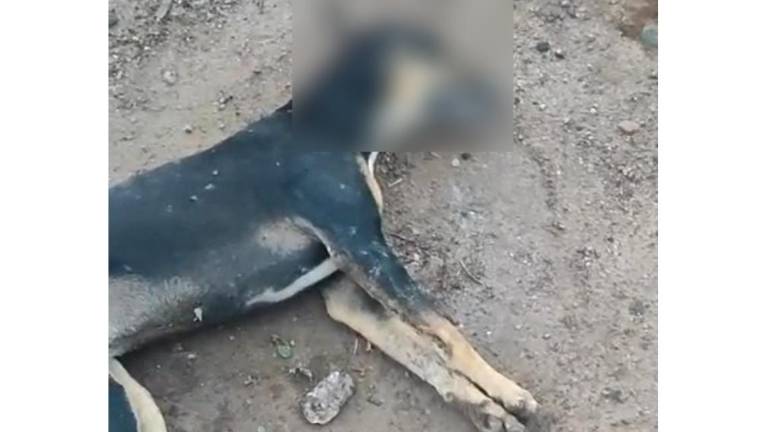 Uno de los perros que murió envenenado en la comunidad de El Pozole, en Rosario.